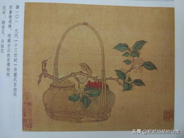 插花生活美学文学文人植物花艺雅道