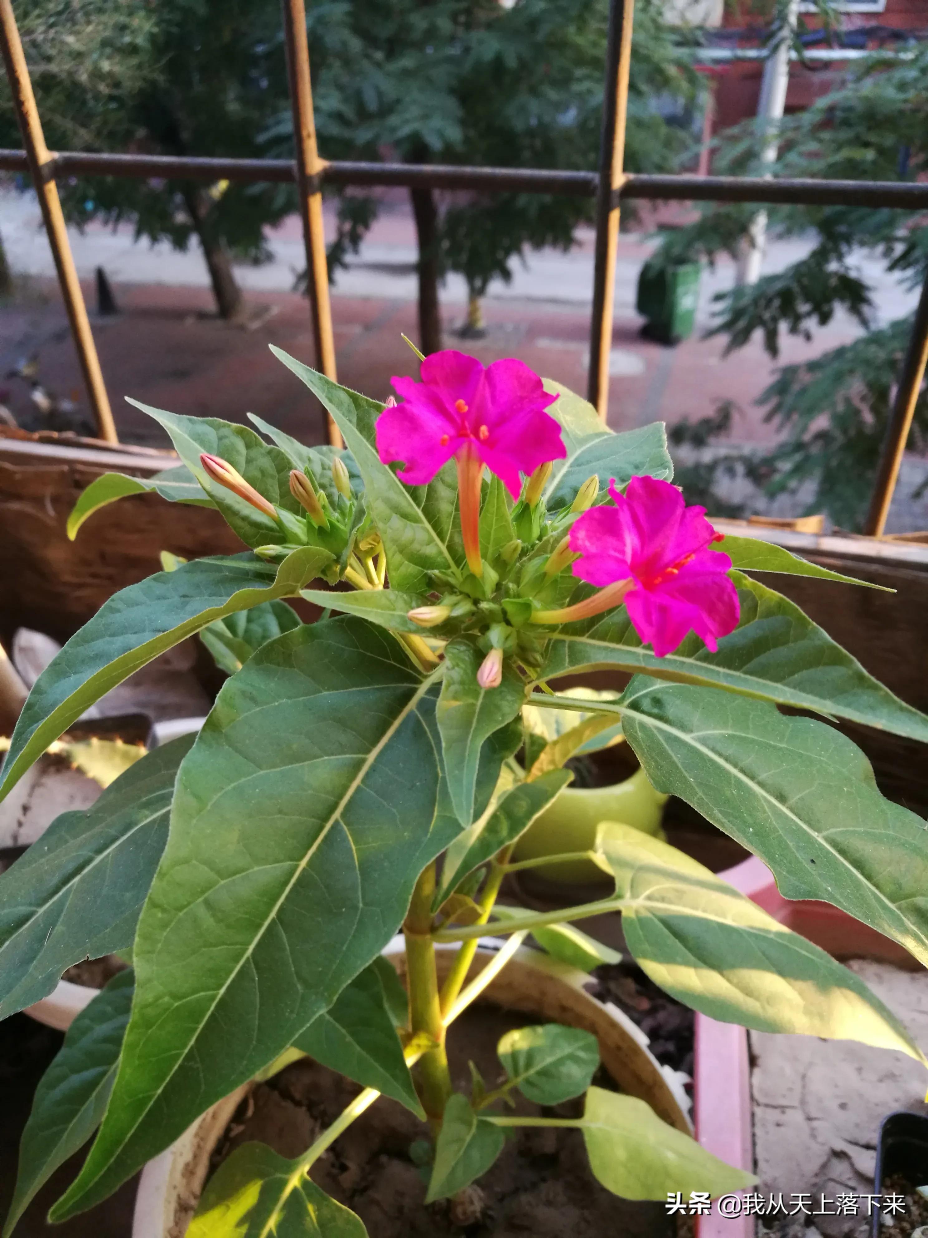 100张花朵美图,100张花图片大全