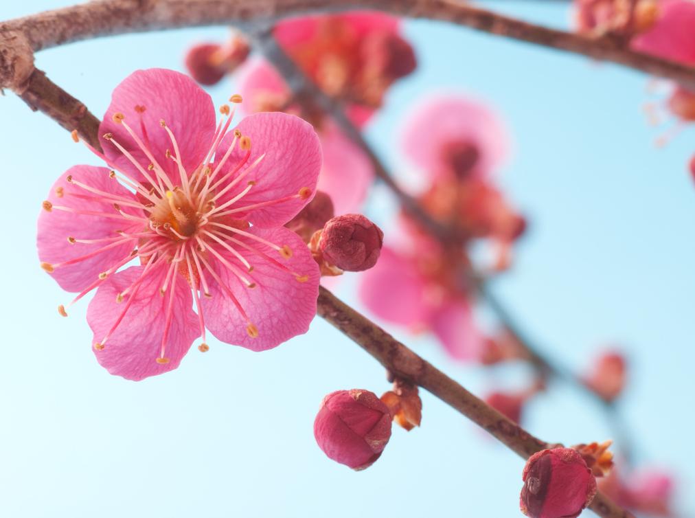 室外梅花怎么养才能开花,梅花室内养枝条能浇水吗