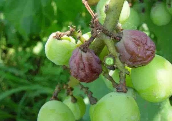 葡萄已经得了水罐子病怎么办,葡萄水罐子病