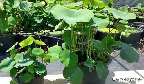 碗莲怎么养视频教程全集,碗莲怎样养才能开花多