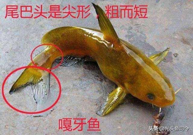 别看这些鱼长得很像，但口味天差地别！钓鱼人十有八九都分不清