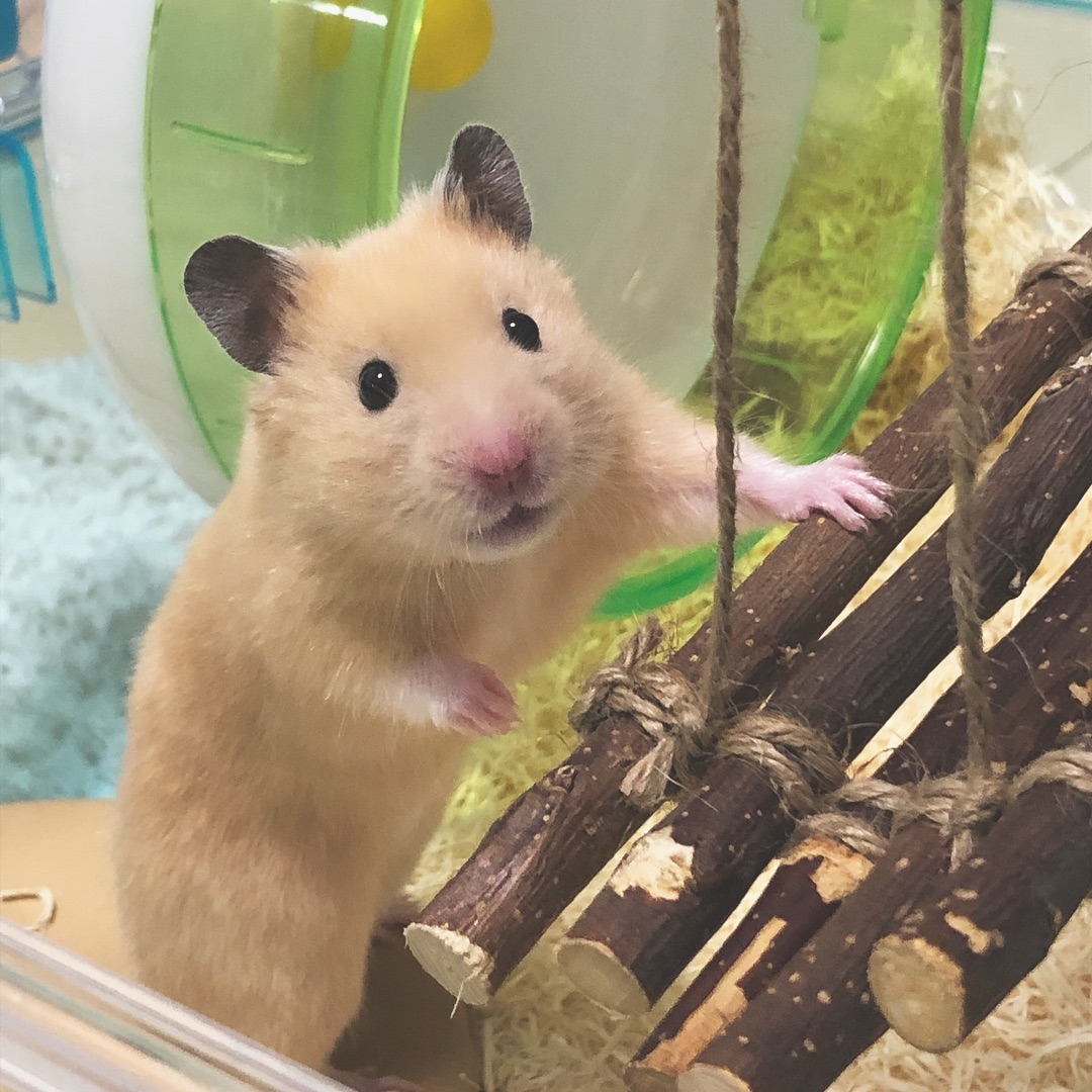 仓鼠不爱吃鼠粮只挑瓜子,仓鼠不爱吃小颗粒的食物