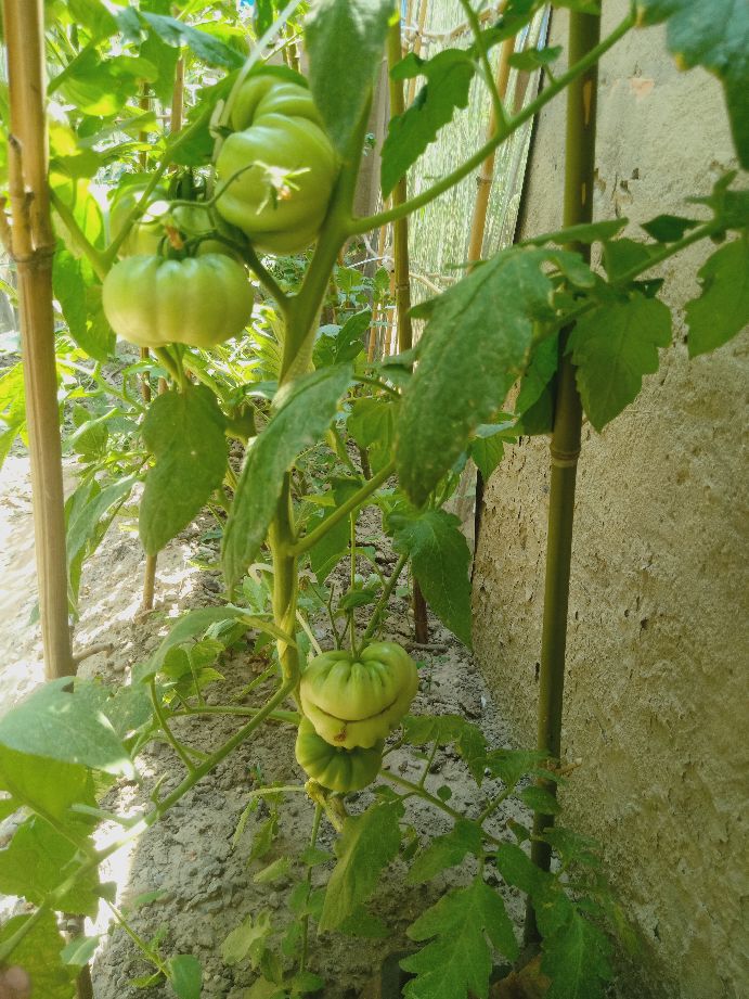 樱桃番茄最好的颜色,樱桃番茄挑选