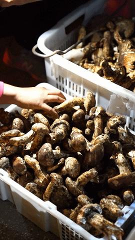 疯狂的松茸,疯狂的野生菌