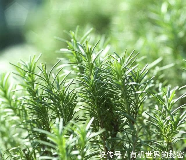 精油一般保质期多长时间,精油的有效期限是多久