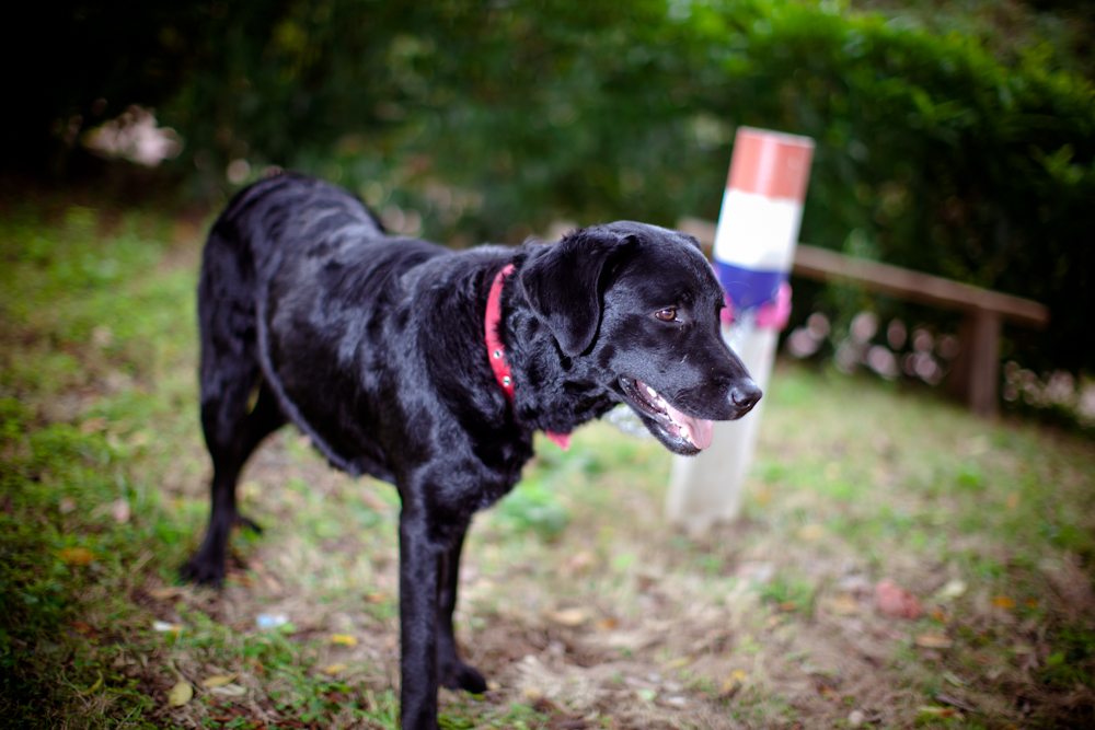 养黑色拉布拉多好还是养布偶猫好,拉布拉多犬黑色的怎么养