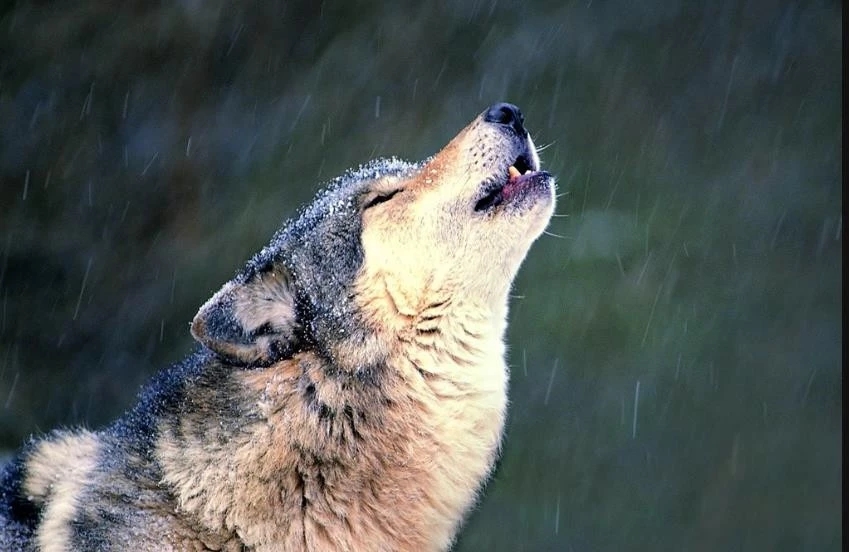 狼的自述：也许你曾经看到我们退逃，但那不是我们最后的形象