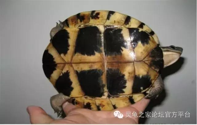 安布闭壳龟繁殖技术,安布闭壳龟要办证吗