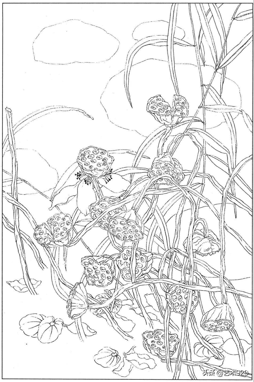 适合初学者的荷花白描画稿,荷花小品实用白描画稿