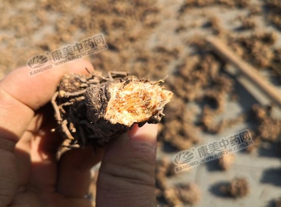 南苍术和北苍术的区别,南苍术价格