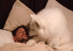 萨摩耶和哈士奇叫你起床，你选哪个？