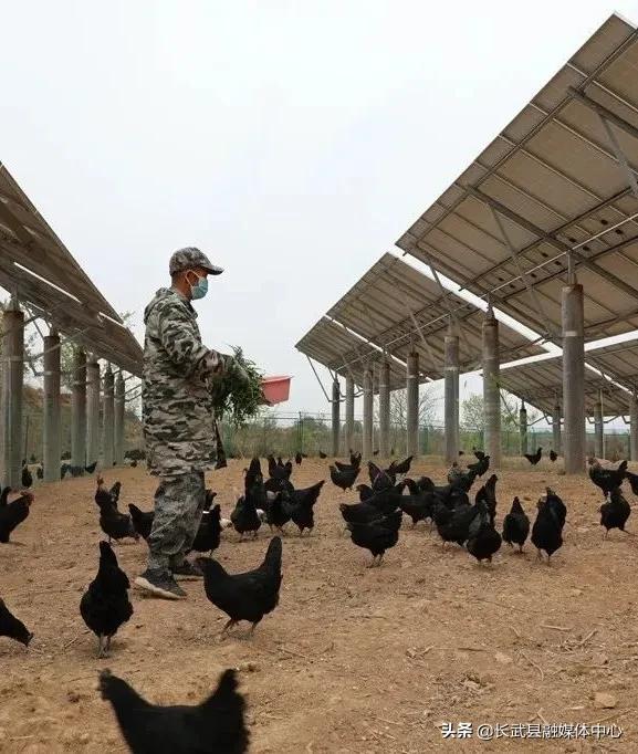 致富经|长武绿皮鸡蛋成为群众脱贫致富的“金蛋蛋”