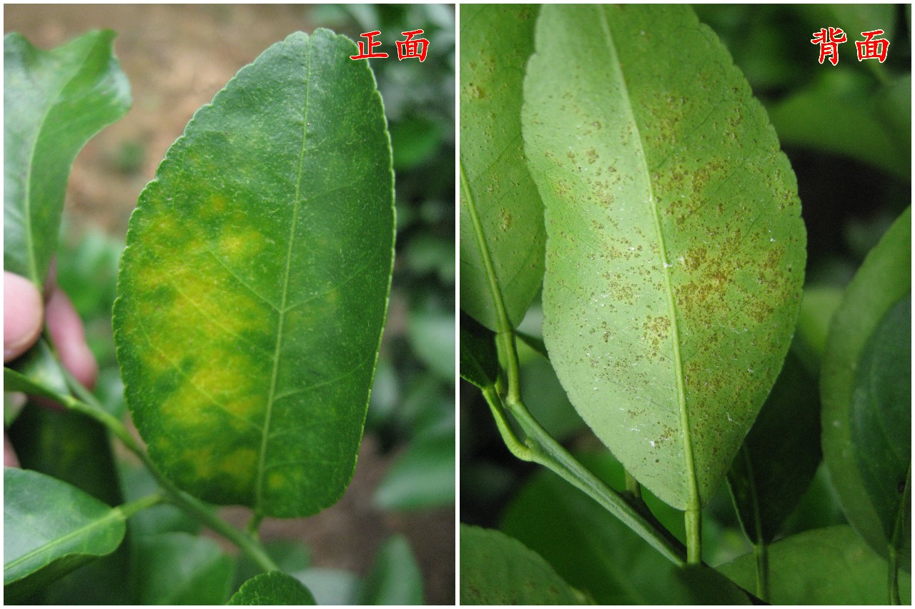 柑橘脂点黄斑病新梢会黄化吗,柑桔黄斑病和卷叶病用什么药