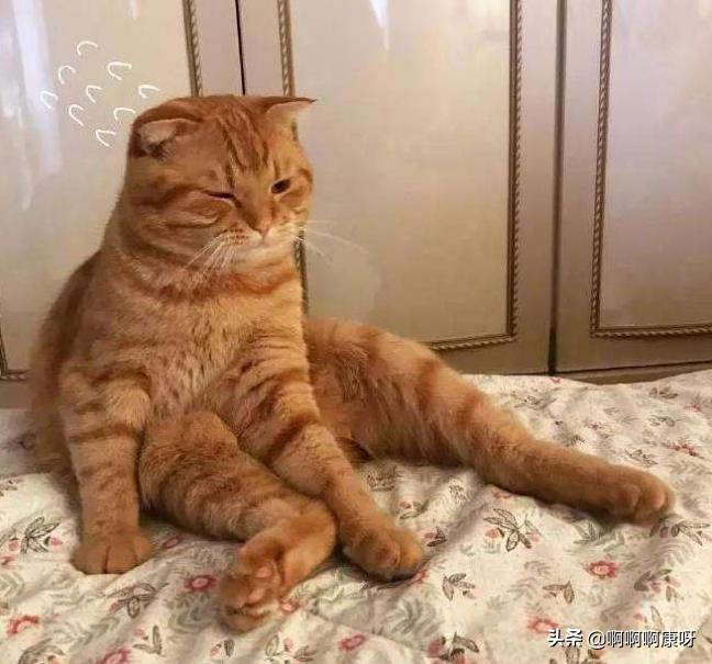 如何判断自己得了猫癣,如何判断猫得了猫癣