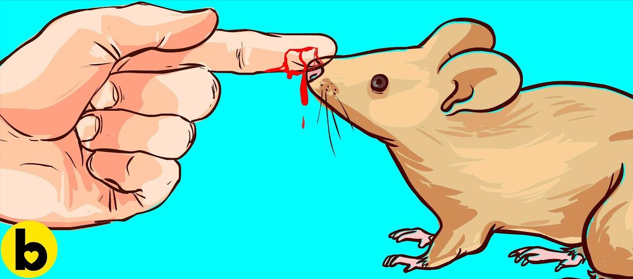 澳大利亚遭遇特大鼠患,澳大利亚鼠患成灾原因