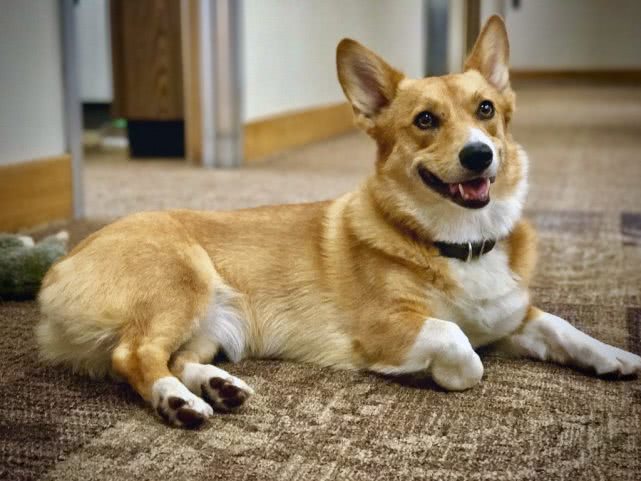 狗狗如何用耳朵与周围的世界交流？