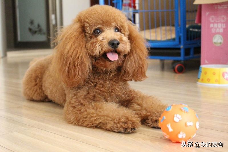 泰迪发情二十天怎么办,泰迪发情被发现怎么办啊