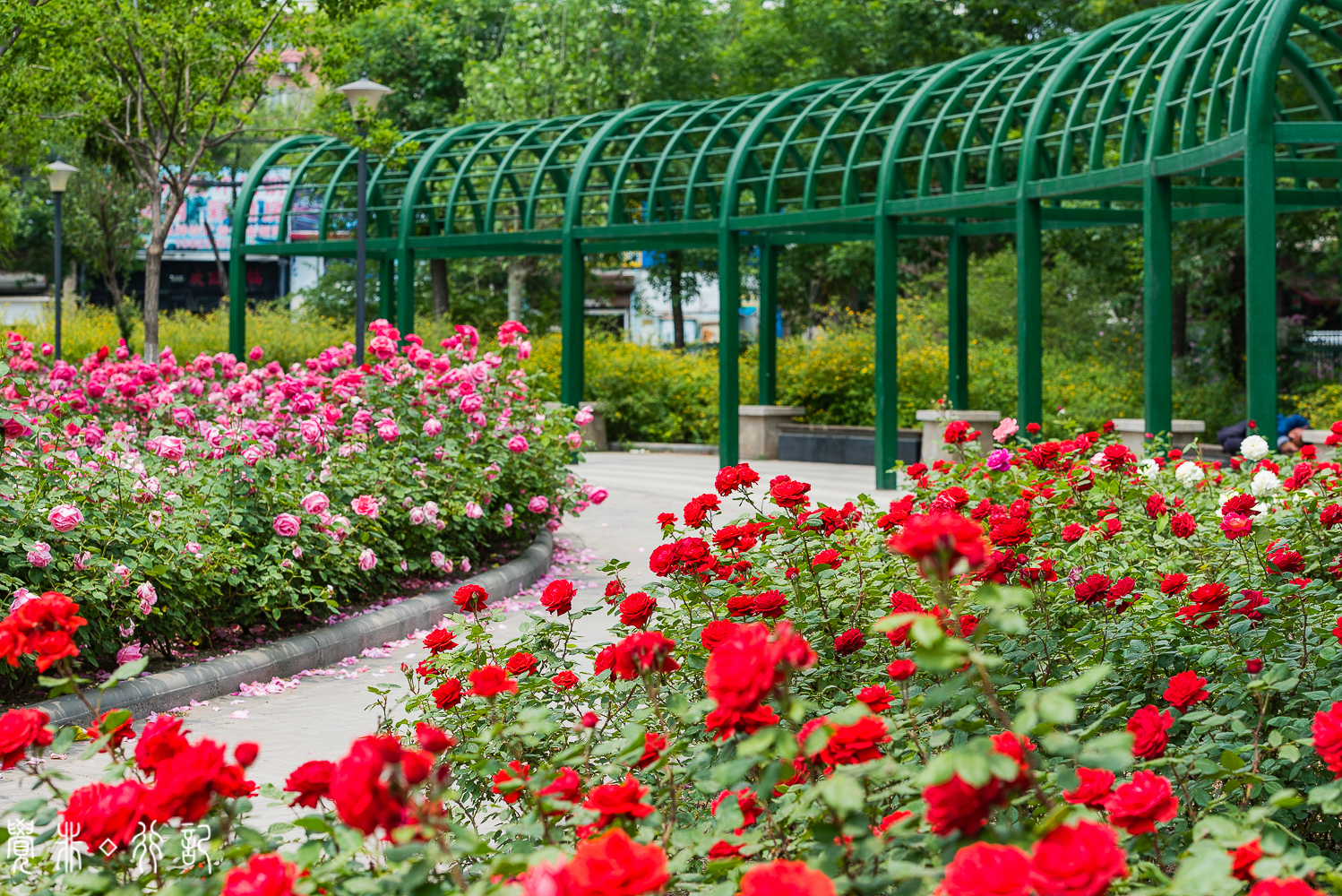月季花中国特有品种,从中国运到欧洲的四种月季