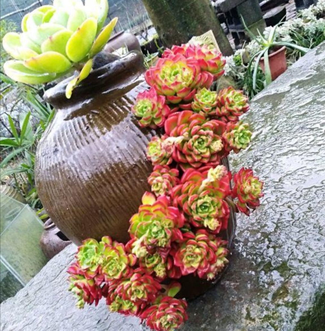 破缸种花效果图,破了的坛子种花