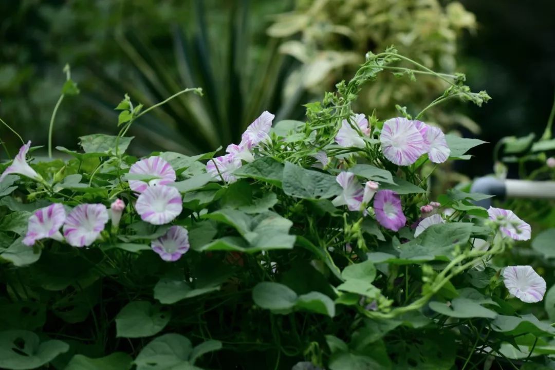 肿瘤与糖尿病的区别,糖尿病与癌症之间回顾性分析