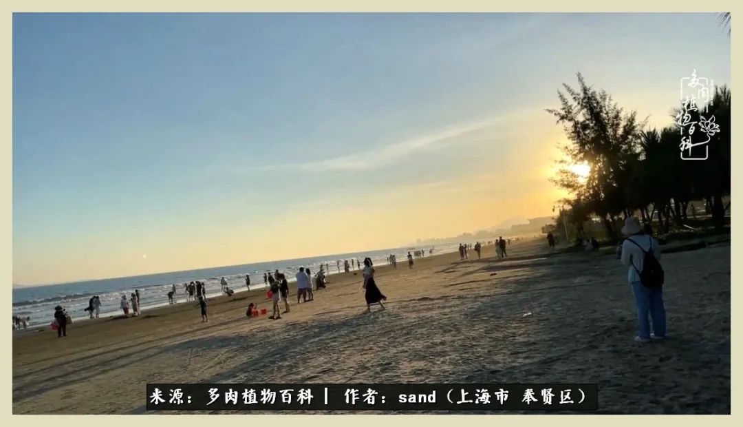 多肉垂落下去该怎么办,多肉在三伏天怎么度夏