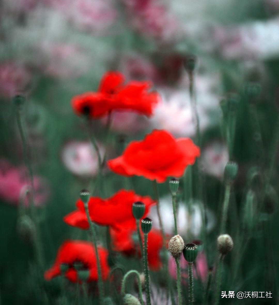 二十四节气花与诗感悟,二十四节气里的梅花诗句