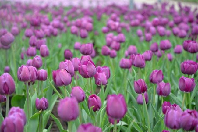 成都周边春天踏青赏花的好地方,成都春季爬山踏青赏花一日游