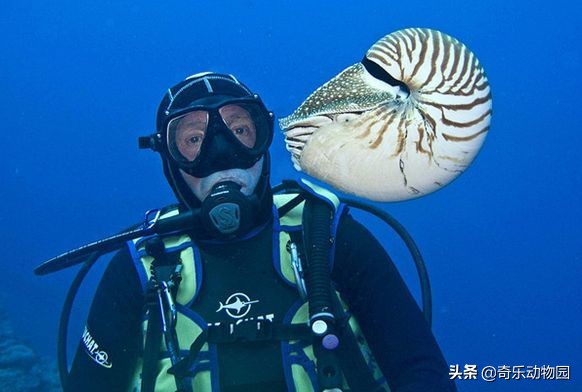 鹦鹉螺全球有多少只,鹦鹉螺世界上还存在吗