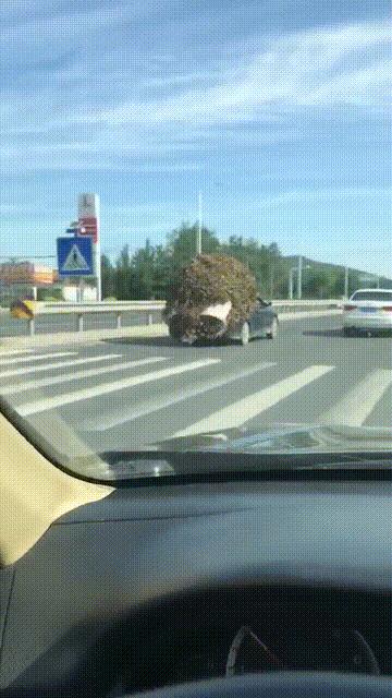 烟台一老司机给轿车戴草帽，玩出了皮卡的即视感