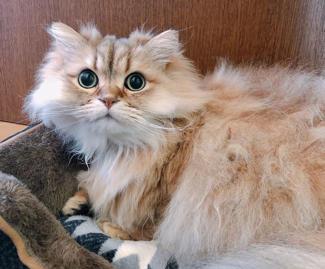 猫咪手术顺利完成,不要掉以轻心,“术后并发症”也需要警惕!