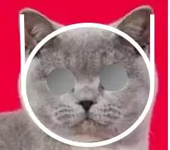 英国短毛猫怎么看品相赚钱,国际爱猫协会发声