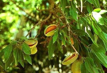 花生腰果哪个好,腰果巴旦木坚果