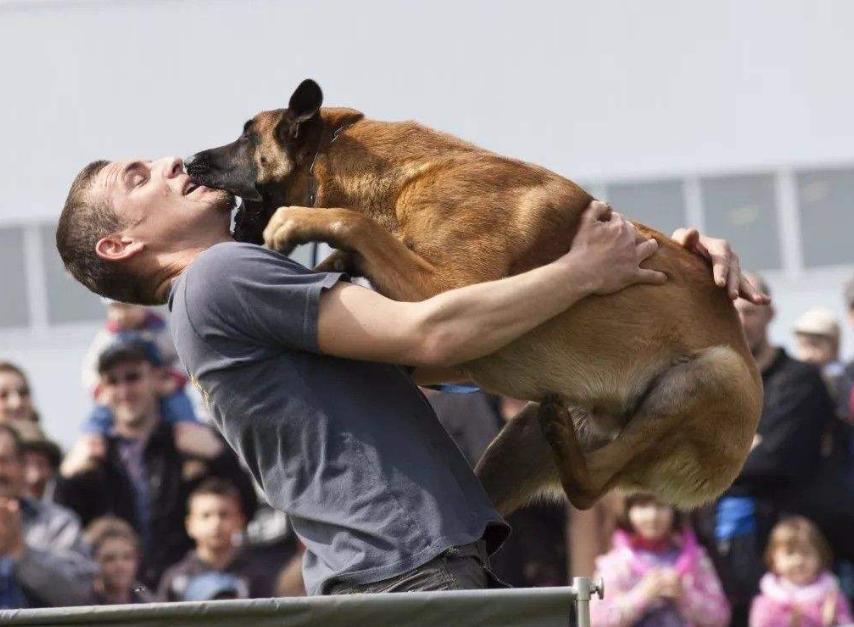 狗狗为什么总喜欢扑上来,狗狗为什么会扑向主人