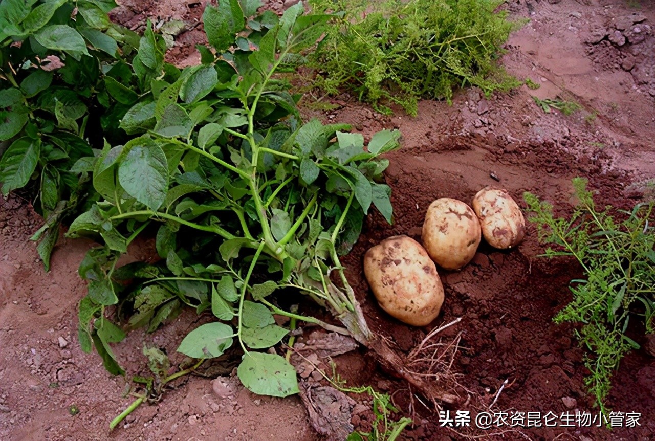 土豆根腐病枯萎病如何防治,土豆黄叶病用什么药防治有效