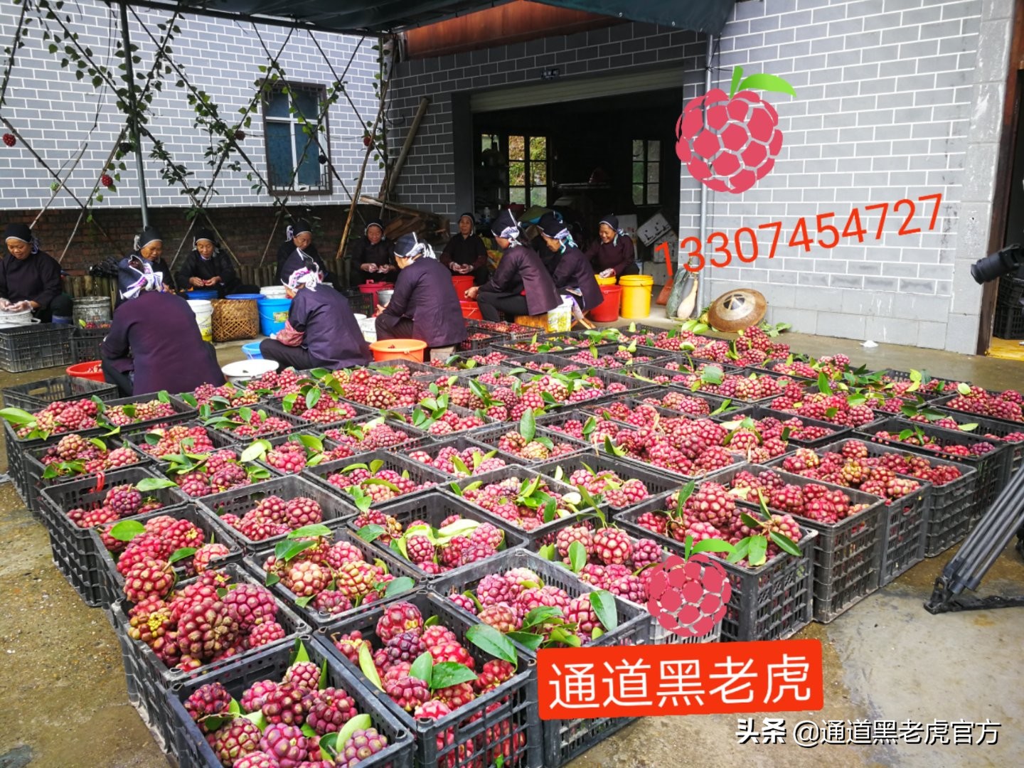 被省委书记惦记的通道小伙,正带村民种山果致富(转载)