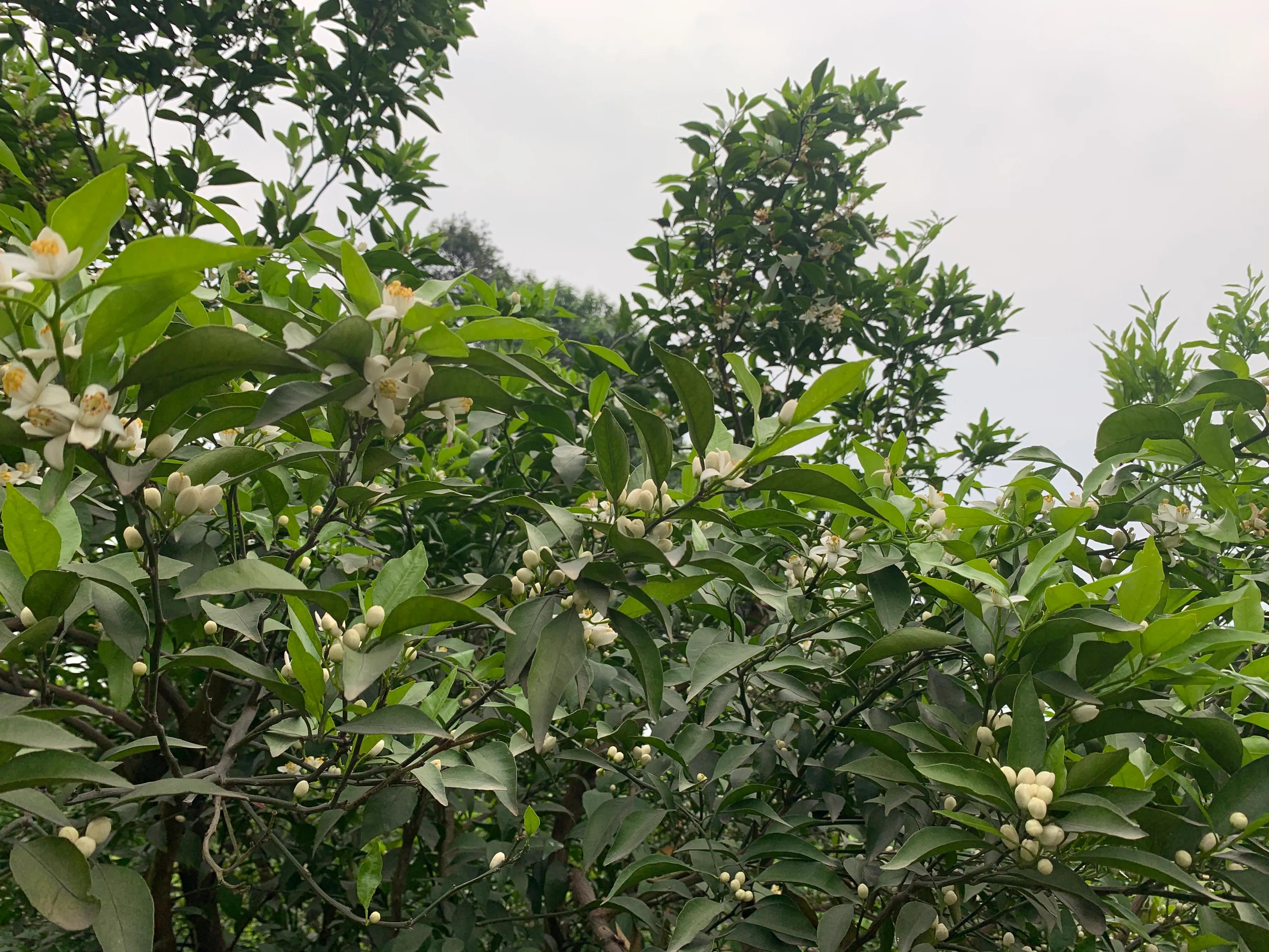 柑橘流胶病和树脂病的区别,柑橘溃疡病树脂病用什么杀菌剂