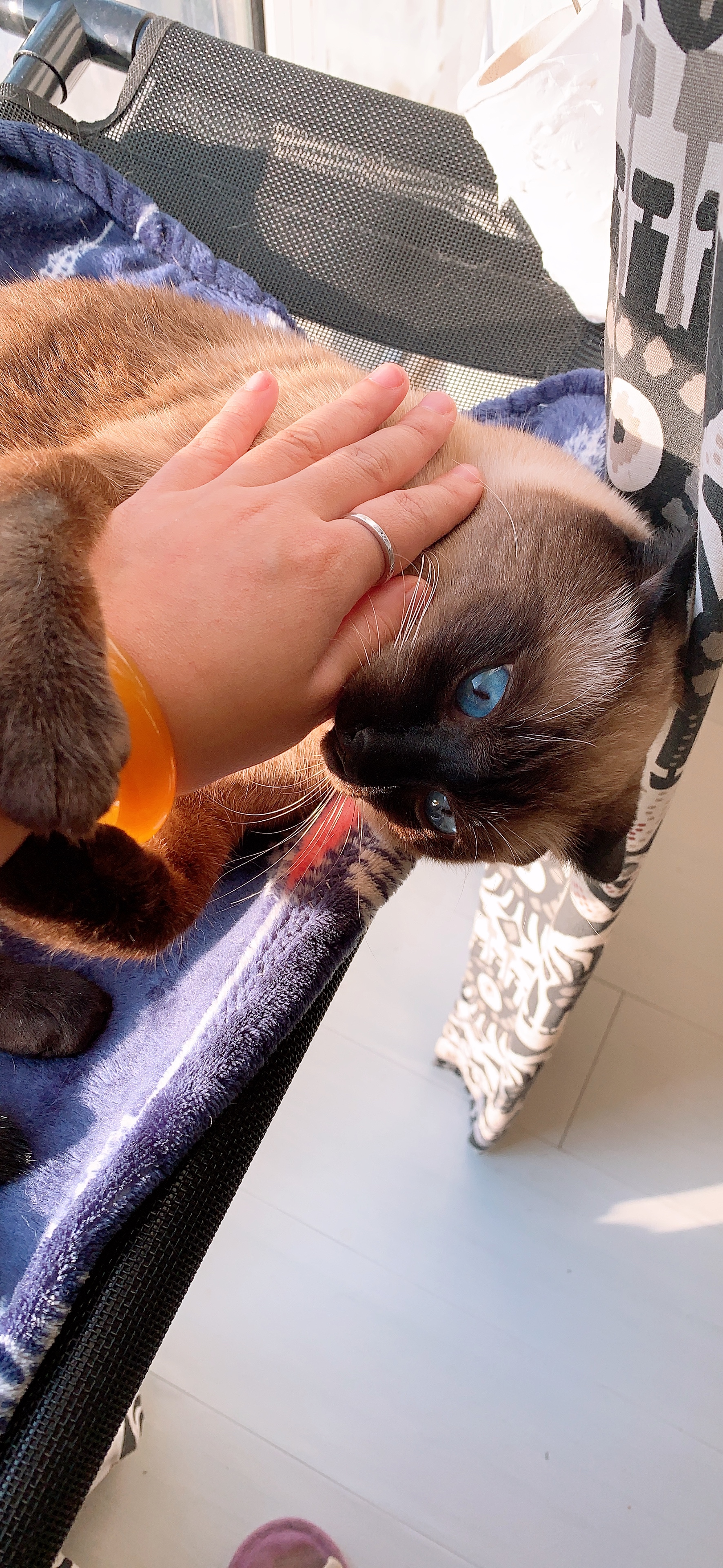 新手买猫要问哪些问题,新手买猫要了解什么