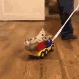 新手养猫没经验?小猫到新家,遇到问题详解(新手必看)