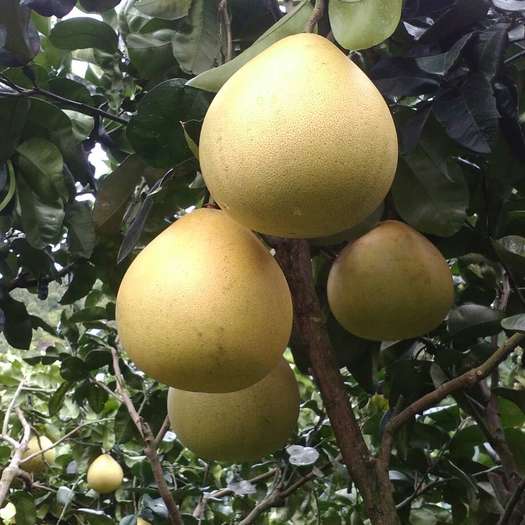 温州十大特产鱼干怎么吃,温州十大特产零食饮料