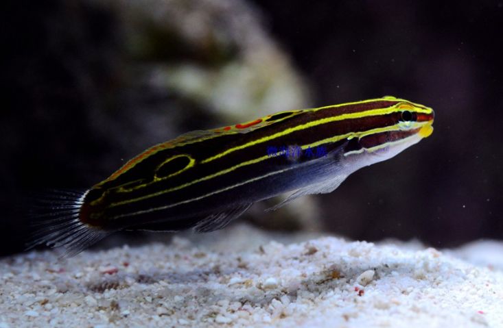 鱼缸里可以养的海水鱼有哪些,哪些海水鱼可以繁殖