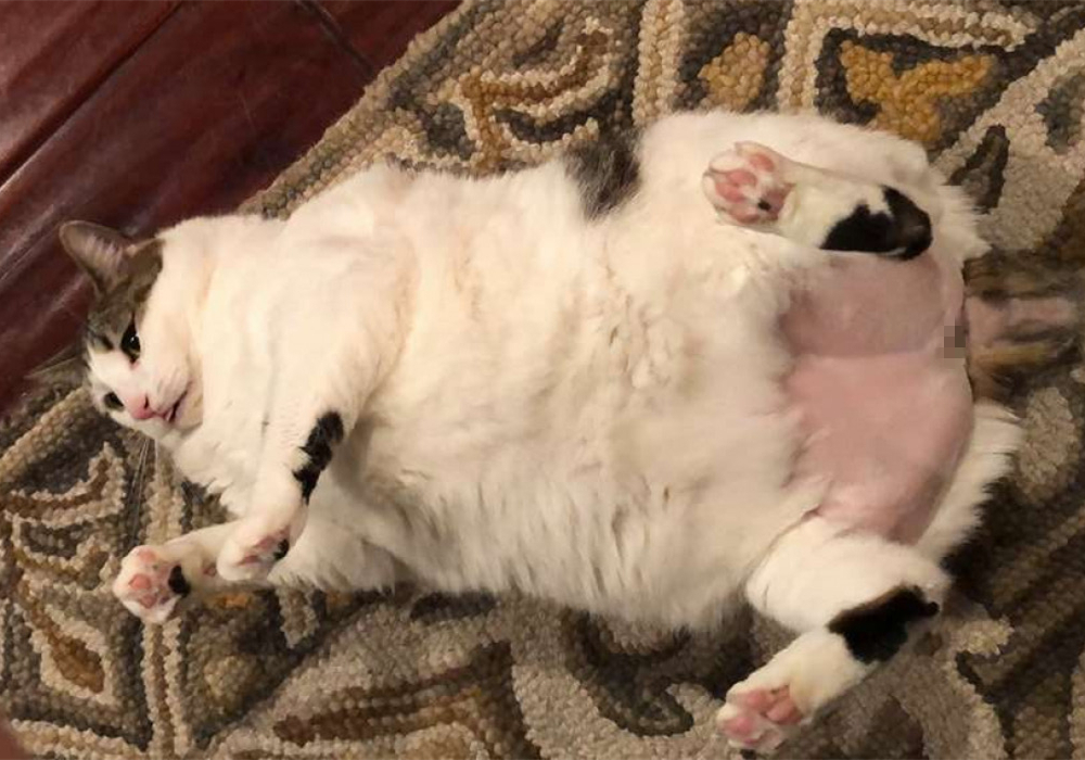 没有屁屁的猫,没有屁股的猫咪