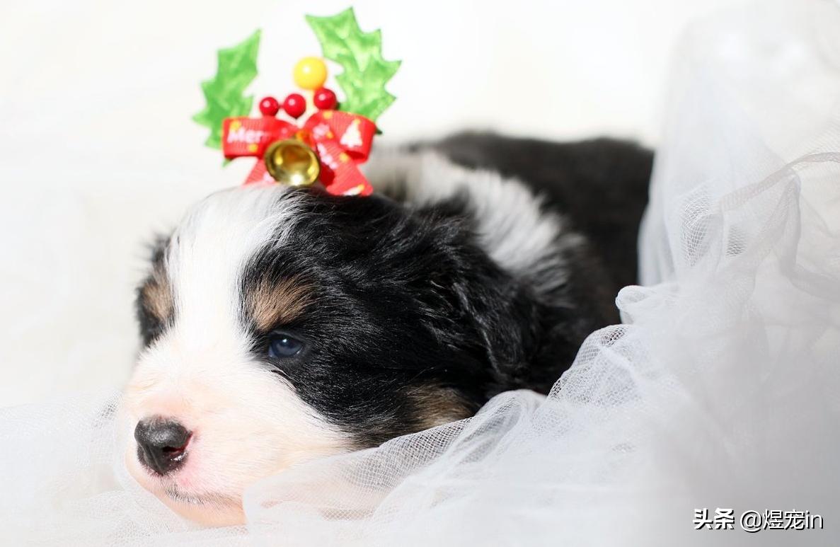 边牧总把粪便放盆里,边牧的排泄物里面有粘液