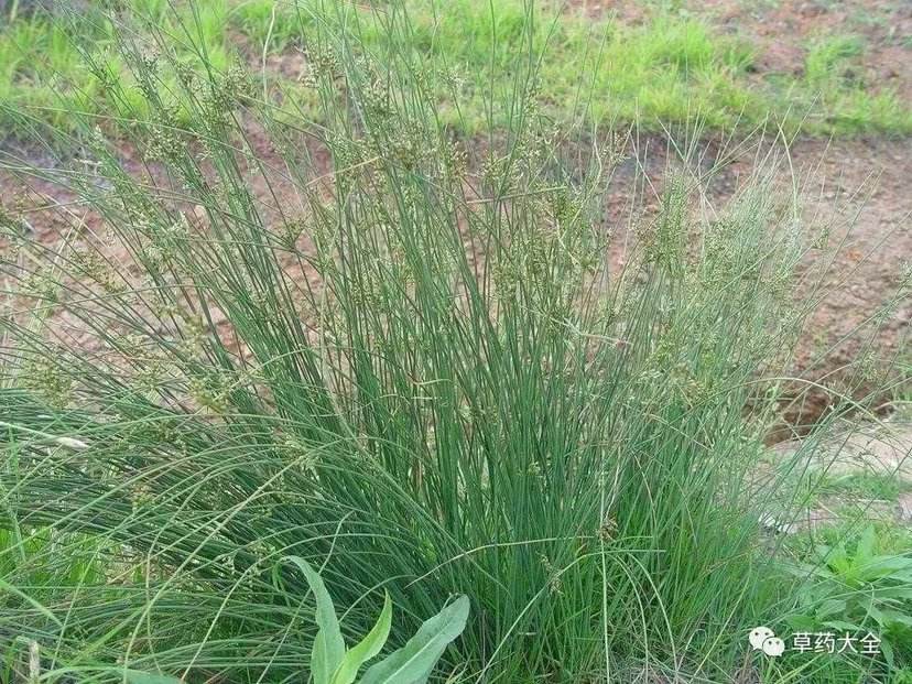 农村的野花野草哪几种可以吃,常见的野花野草却是农家之宝