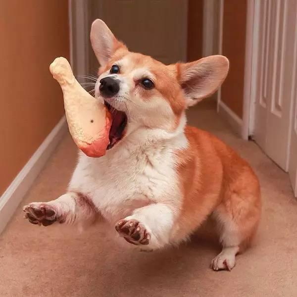 如何正确给狗狗玩具,了解狗狗的玩具最适合哪一种