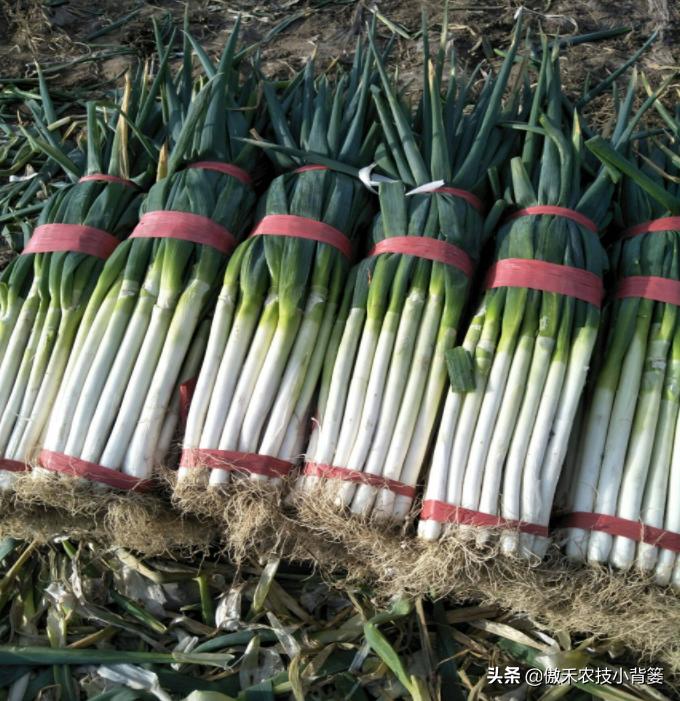 怎样种出大葱,如何种出来的大葱甜不辣