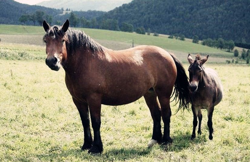 马和驴生出的骡子为什么不能生育,马和驴生下骡子是新物种吗