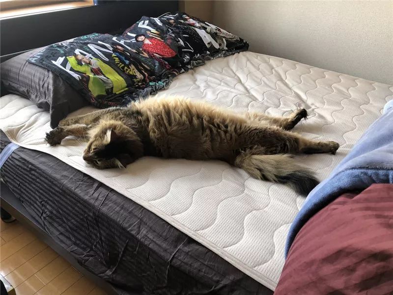 老板，这圆滚滚地怎么恢复出厂设置，说好的小可爱呢？