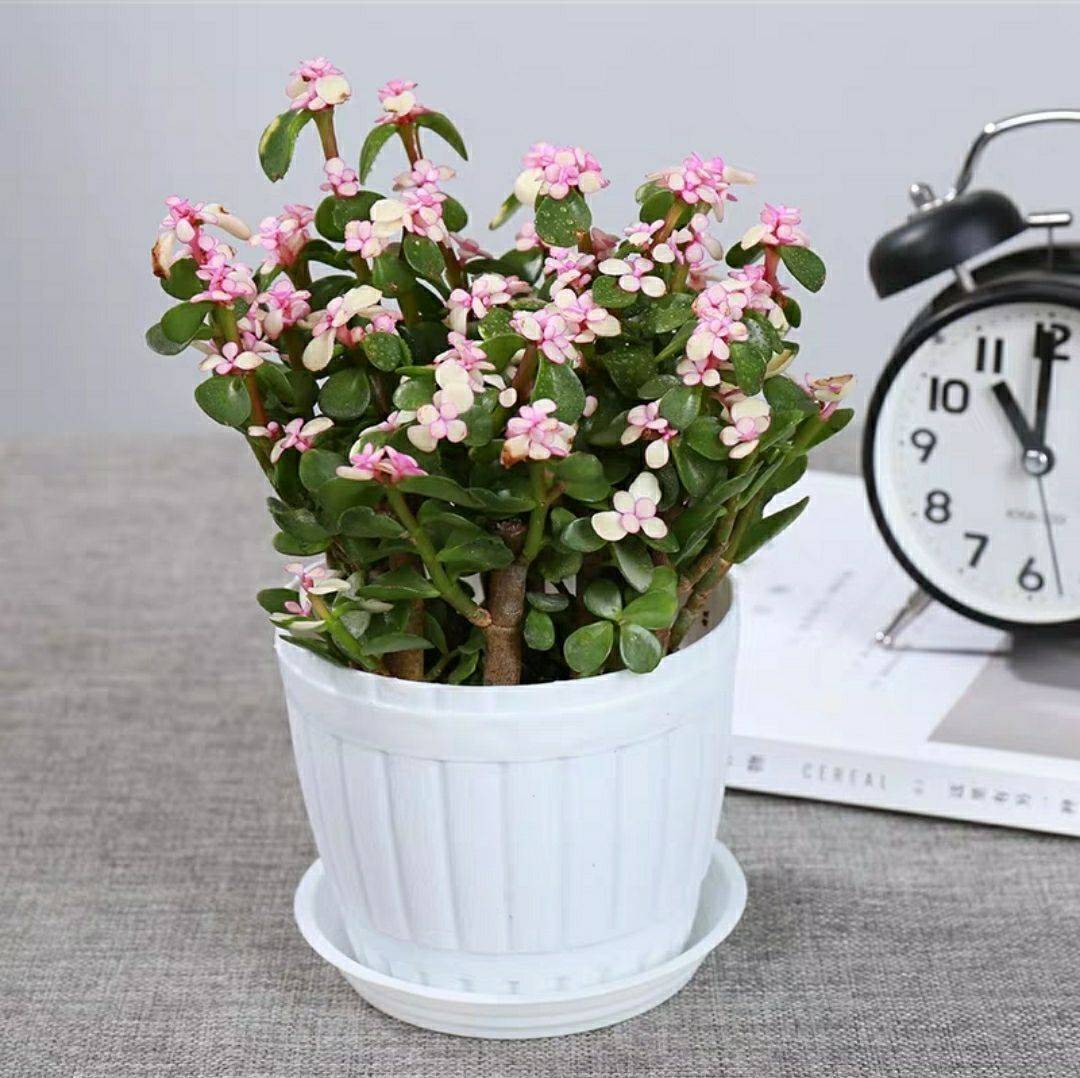 金枝玉叶雅乐之舞老桩,金枝玉叶雅乐之舞怎么养成老桩