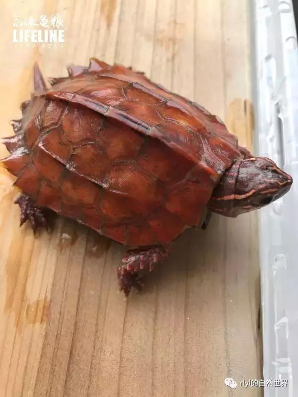 枫叶龟品种及图片大全,地龟和枫叶龟的区别